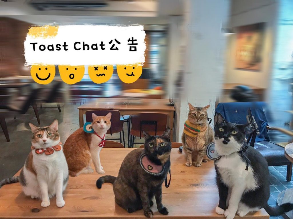 台灣動物餐廳 台北動物餐廳 台北貓餐廳 台北貓Cafe 台灣貓餐廳
ToastChat