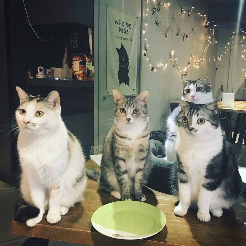 台北貓cafe 台北貓咪咖啡廳 台北咖啡店 台北貓奴 台北貓餐廳 台北貓中途 台北貓領養 台北貓住宿 TWAKE n' BAKE 台北信義區貓cafe