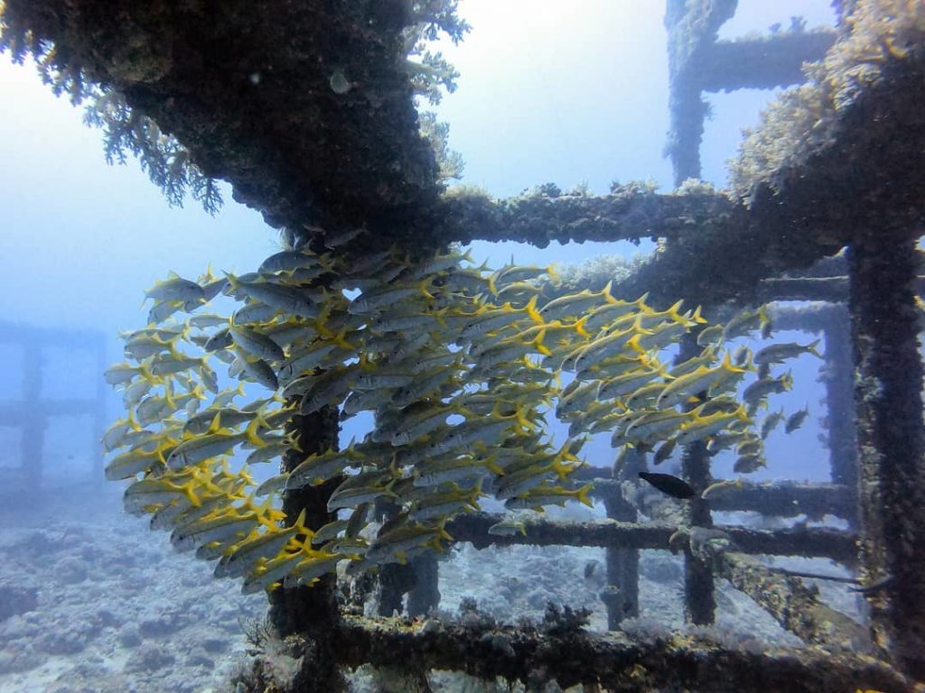 綠島潛水 綠島自由潛水 綠島潛點 綠島自潛 綠島自潛潛點
綠島大白沙 綠島鋼鐵礁
