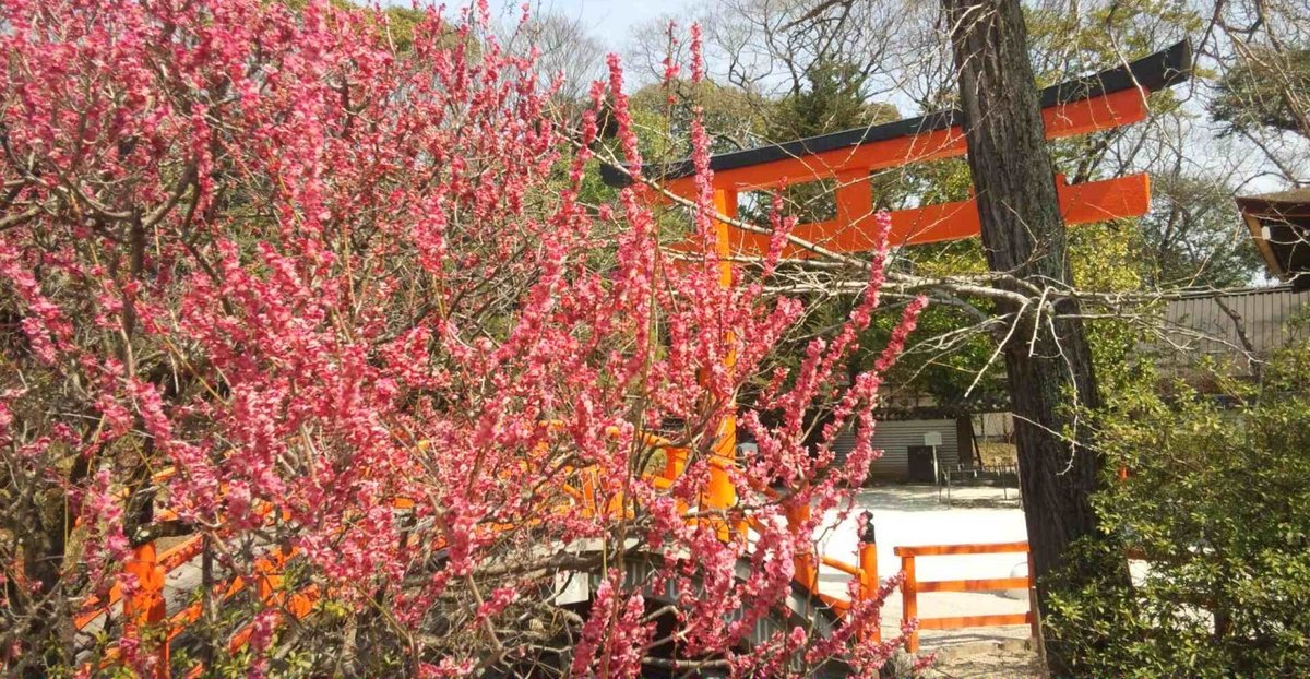 2019 京都10大賞梅名所 下鴨神社