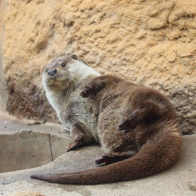 那須溫泉景點 那須景點 那須溫泉行程 那須動物王國（那須どうぶつ王国）水獺