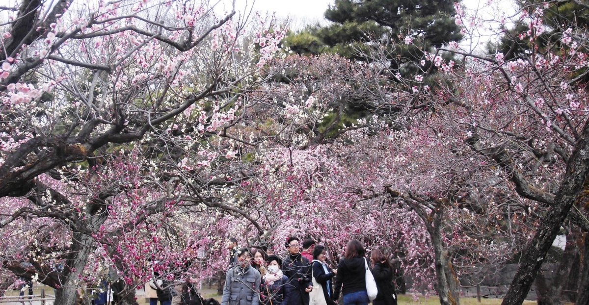 2019 京都10大賞梅名所　二條城　二条城