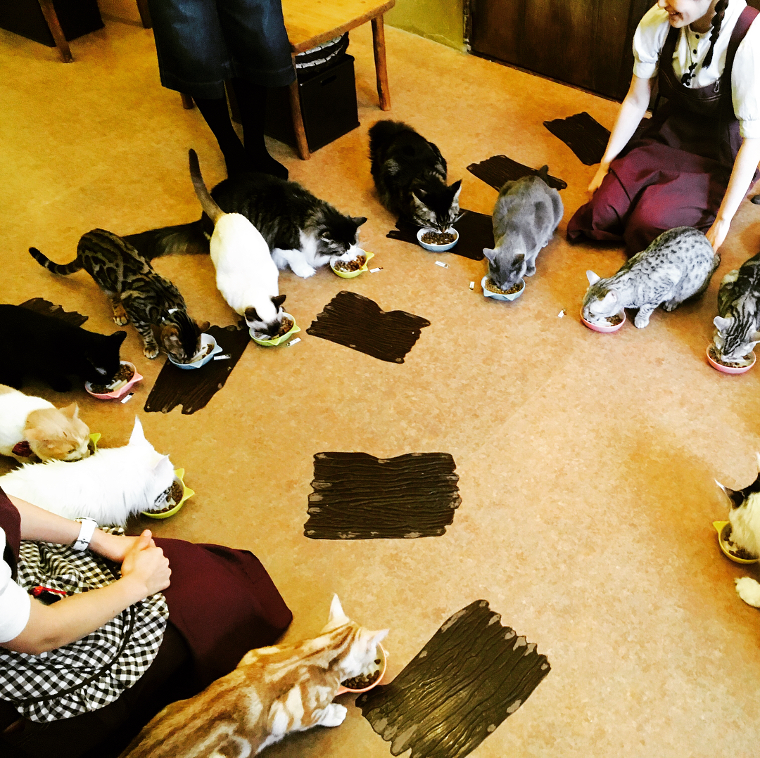 貓奴必訪！東京貓CAFÉ四選！Cat Cafeてまりのおうち