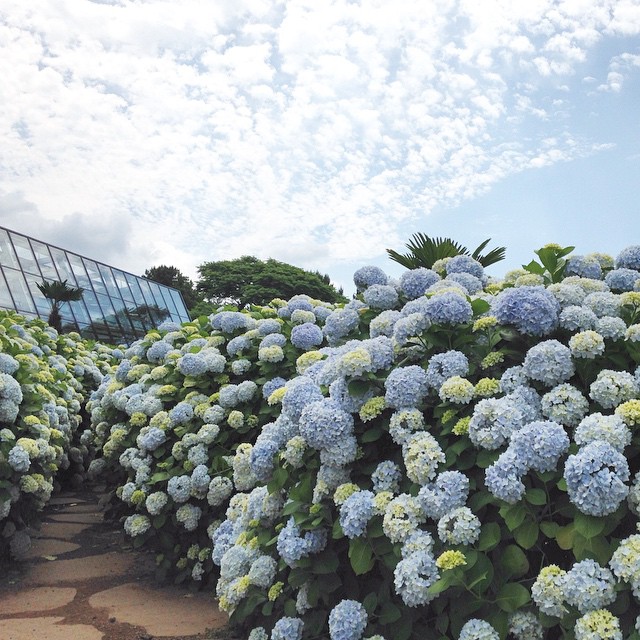 韓國繡球花 繡球花 韓國6月 山茶花之丘 Camellia Hill 카멜리아힐 韓國賞花 韓國賞花景點 韓國好去處 韓國慶典 韓國必去 韓國 花 韓國打卡