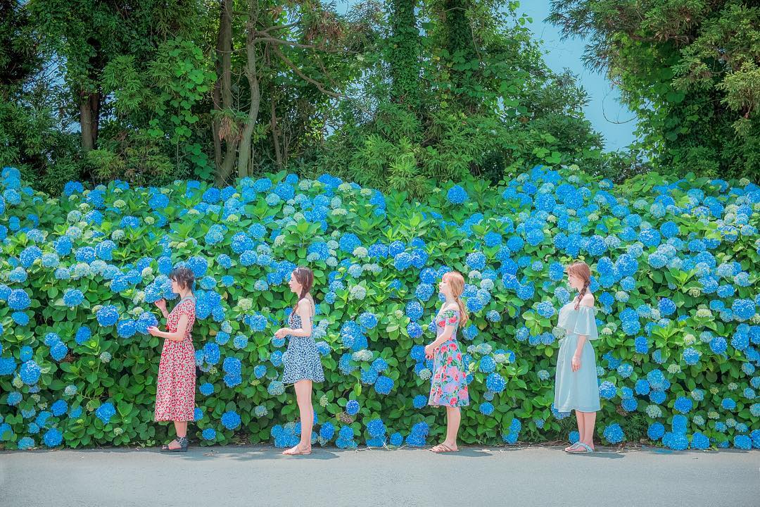 韓國繡球花 繡球花 韓國6月 山茶花之丘 Camellia Hill 카멜리아힐 韓國賞花 韓國賞花景點 韓國好去處 韓國慶典 韓國必去 韓國 花 韓國打卡