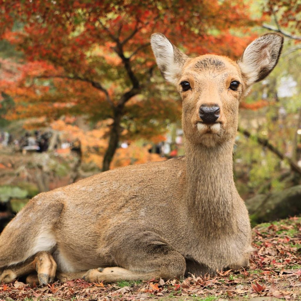 關西 Kansai かんさいちほう 大阪 Osakaおおさかふ 京都 Kyotoきょうとし 宇治 Ujiうじし 奈良 Naraならけん 名古屋 Nagoyaなごや 和歌山 Wakayamaわかやまし 神戶 Kobeこうべし 關西必到 關西必去 關西自由行 關西行程 關西行程包 大阪必到 大阪必去 大阪自由行 大阪行程 大阪行程包 京都必到 京都必去 京都自由行 京都行程 京都行程包 宇治必到 宇治必去 宇治自由行 宇治行程 宇治行程包 奈良必到 奈良必去 奈良自由行 奈良行程 奈良行程包 名古屋必到 名古屋必去 名古屋自由行 名古屋行程 名古屋行程包 和歌山必到 和歌山必去 和歌山自由行 和歌山行程 和歌山行程包 神戶必到 神戶必去 神戶自由行 神戶行程 神戶行程包 關西機場 懶人包 大阪自由行七天六夜行程 大阪7日6夜2018 大阪7日6夜預算 大阪七天六夜花費 京阪奈七天六夜 7天6夜 關西自由行交通 大阪6日5夜2018 京都7日遊 關西七日六夜旅行團 關西國際機場 京都 鴨川 三條 金閣寺 嵐山一日遊 錦市場 和服 清水坂 二年坂 三年坂清水寺 八阪神社 伏見稲荷 高台寺 祇園 大阪城公園 大阪城天守閣 道頓崛觀光船 心齋橋 日本環球影城 USJ 海遊館 天保山Market Place 天保山摩天輪 宇治半日遊 奈良春日大社 奈良公園 梅田 難波 中部國際機場 名古屋城 大須觀音 大須商店街 名古屋港水族館 LEGOLAND