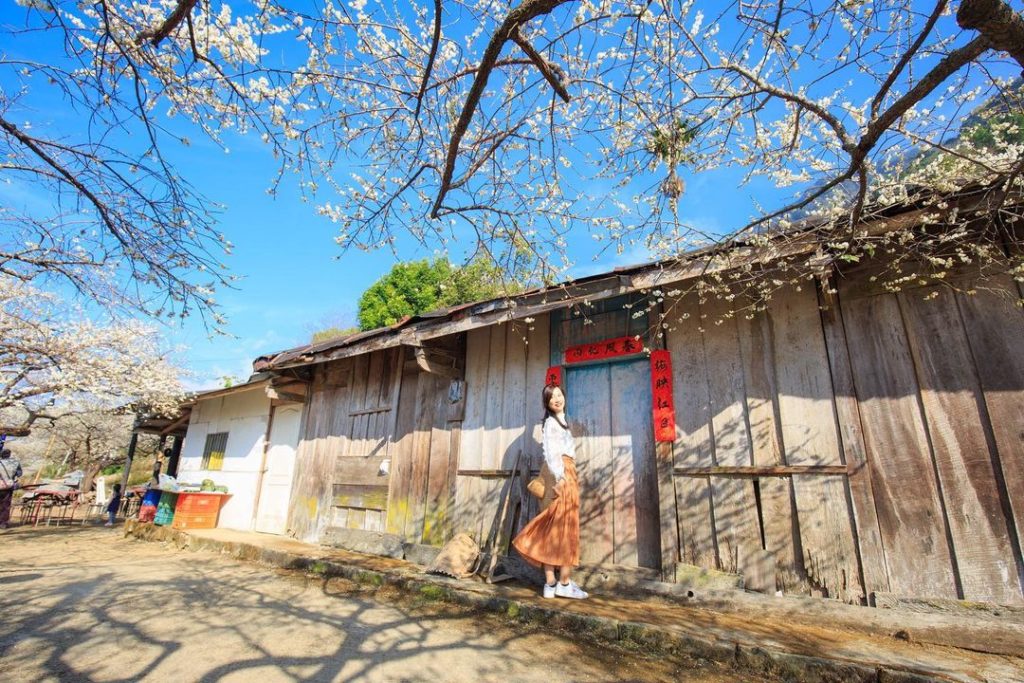 蔡家秘境梅園