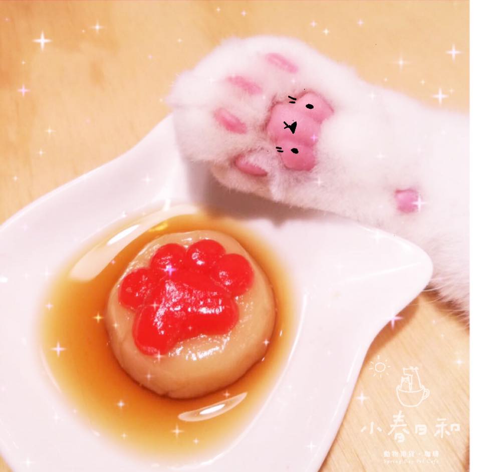 台北貓cafe 台北貓咪咖啡廳 台北咖啡店 台北貓奴 台北貓餐廳 台北貓中途 台北貓領養 台北貓住宿 小春日和 動物雜貨 台北民生區貓cafe