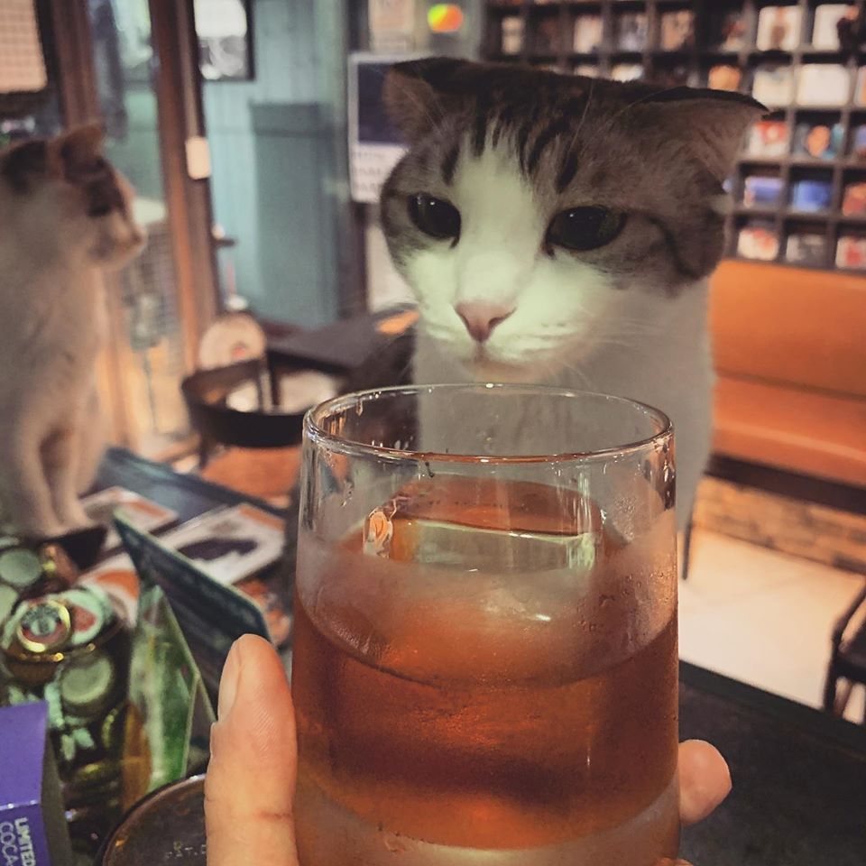 台北貓cafe 台北貓咪咖啡廳 台北咖啡店 台北貓奴 台北貓餐廳 台北貓中途 台北貓領養 台北貓住宿 TWAKE n' BAKE 台北信義區貓cafe