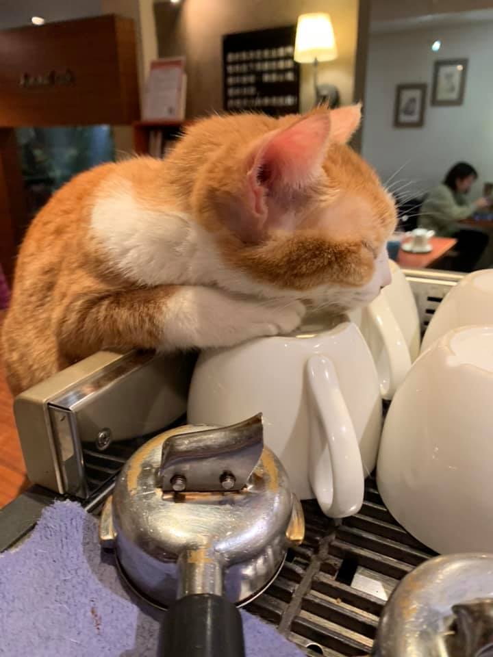 台北貓cafe 台北貓咪咖啡廳 台北咖啡店 台北貓奴 台北貓餐廳 台北貓中途 台北貓領養 台北貓住宿 貓孩在極簡（極簡咖啡館） 師大夜市貓cafe