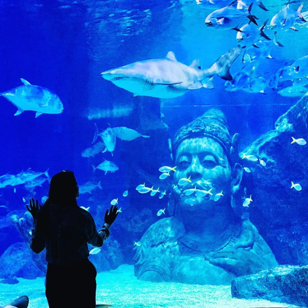 曼谷水族館 曼谷暹羅海洋世界可以搭玻璃船親近超過400種海洋生物（又稱海洋世界水族館）曼谷景點 曼谷親子景點