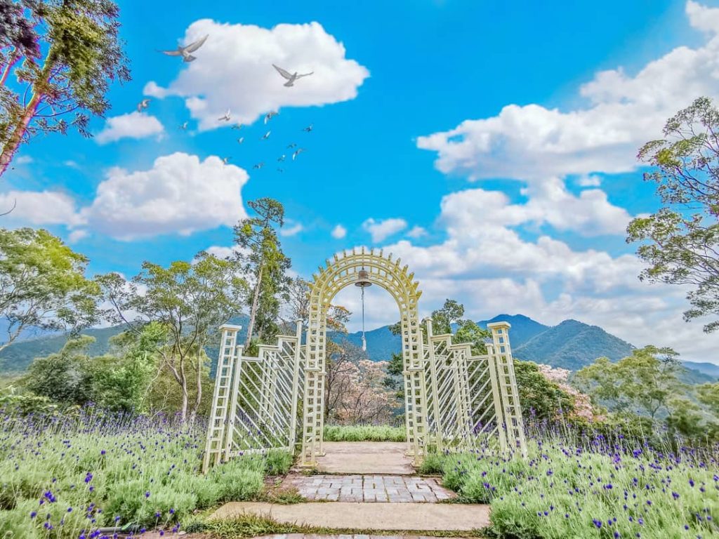 台中景點 新社景點 薰衣草森林
