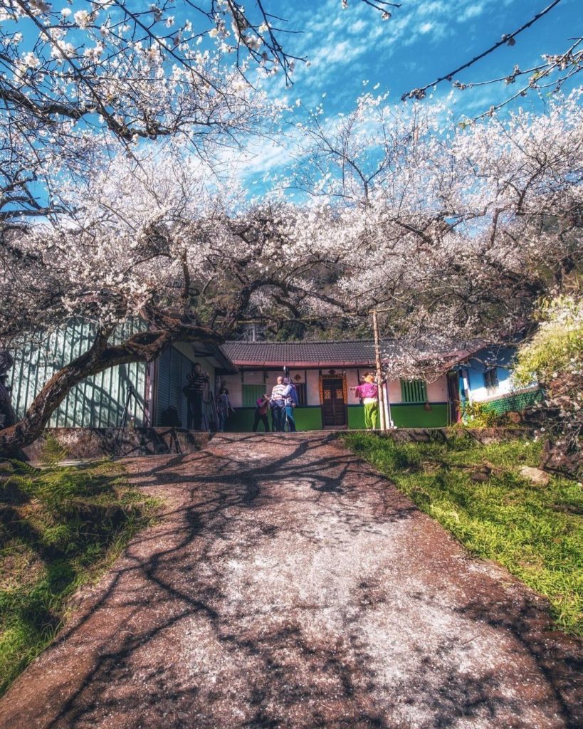 柳家梅園