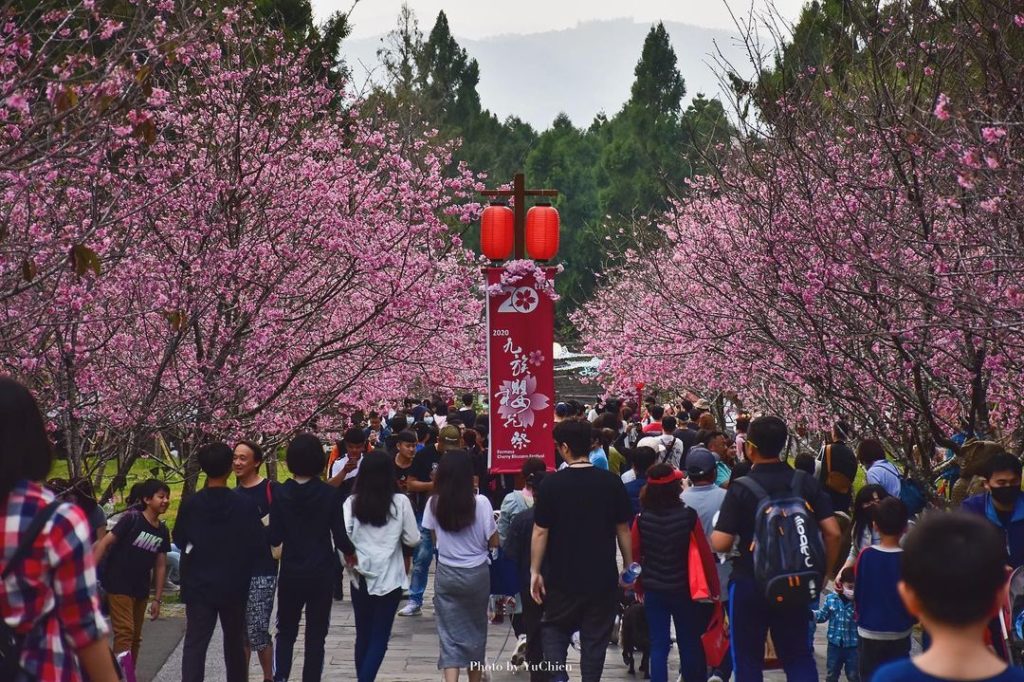 九族櫻花祭