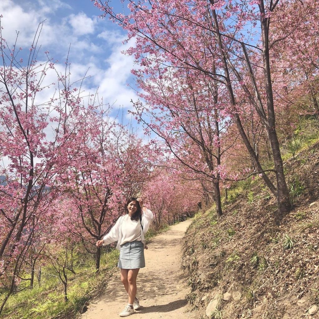 司馬庫斯巨木群步道