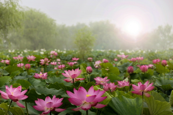 韓國荷花 荷花 韓國7月 宮南池 扶餘薯童蓮花節 부여서동연꽃축제 韓國賞花 韓國賞花景點 韓國好去處 韓國慶典 韓國必去 韓國 花 韓國打卡