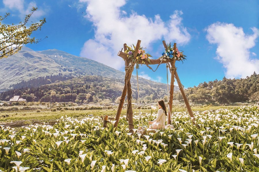 陽明山竹子湖海芋田