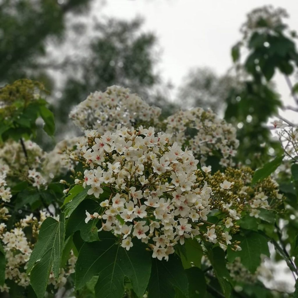 彰化桐花 彰化油桐花 彰化賞桐花 彰化桐花時間 彰化桐花季節 彰化桐花5月 就是愛荔枝樂園