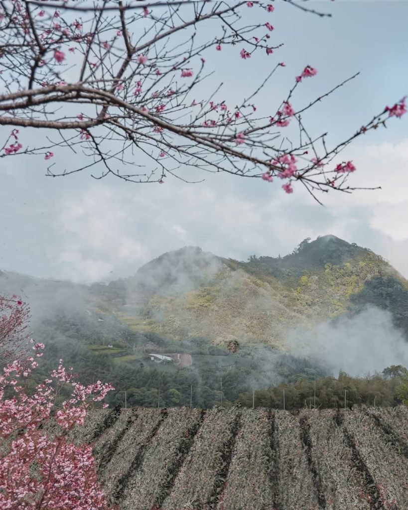 阿里山櫻花季