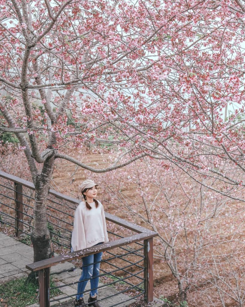 阿里山櫻花季