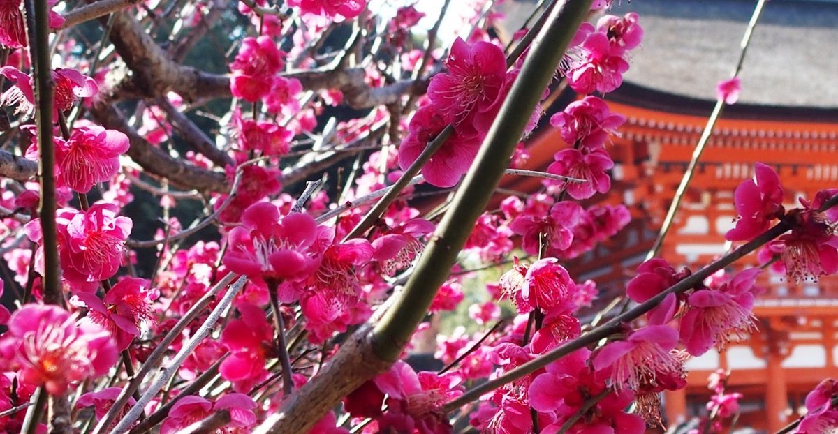 2019 京都10大賞梅名所 下鴨神社