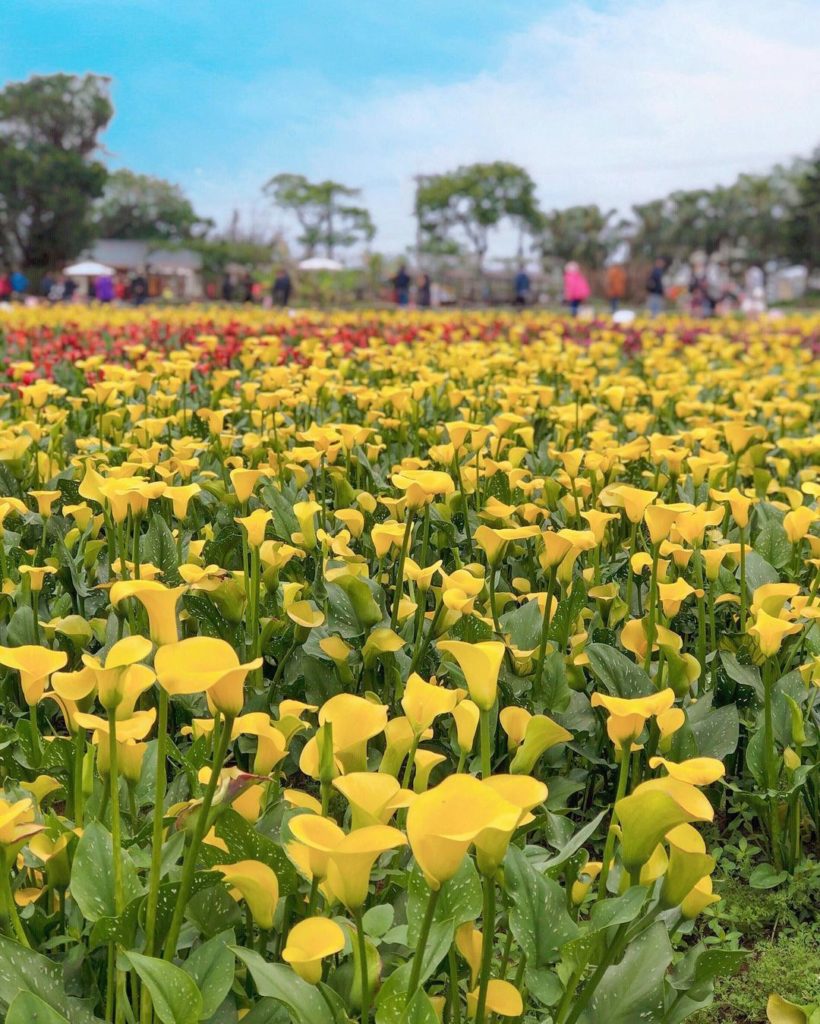 桃園彩色海芋季