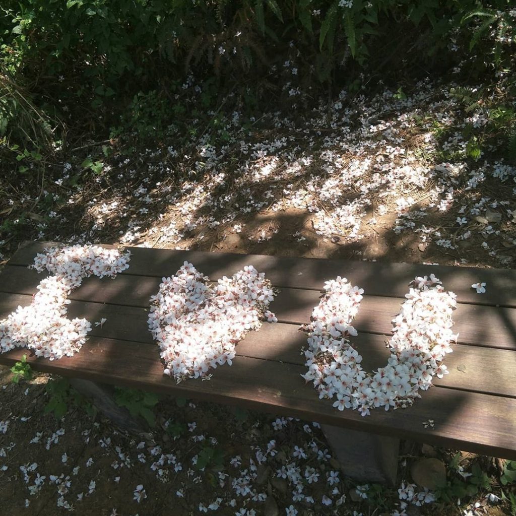 苗栗桐花 苗栗油桐花 苗栗賞桐花 苗栗桐花時間 苗栗桐花季節 苗栗桐花5月 九華山天空步道 全台最美自行車道 九湖自行車道 銅鑼自行車道
