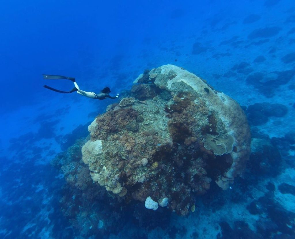 綠島潛水 綠島自由潛水 綠島潛點 綠島自潛 綠島自潛潛點
綠島石朗浮潛區 綠島大香菇