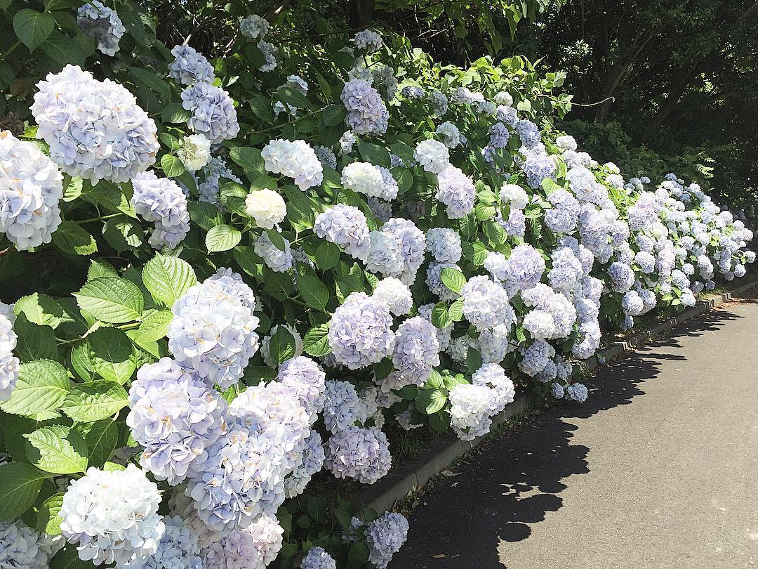 繡球花2019 紫陽花2019