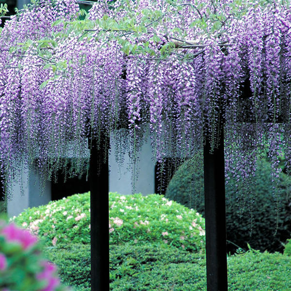 新宿御苑紫籐花