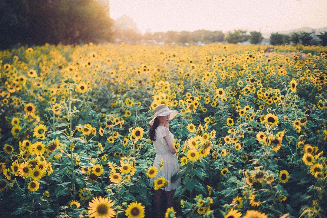 韓國向日葵 韓國太陽花 向日葵 太陽花 韓國7月 江原道 太白向日葵節 해바라기축제 韓國賞花 韓國賞花景點 韓國好去處 韓國慶典 韓國必去 韓國 花 韓國打卡