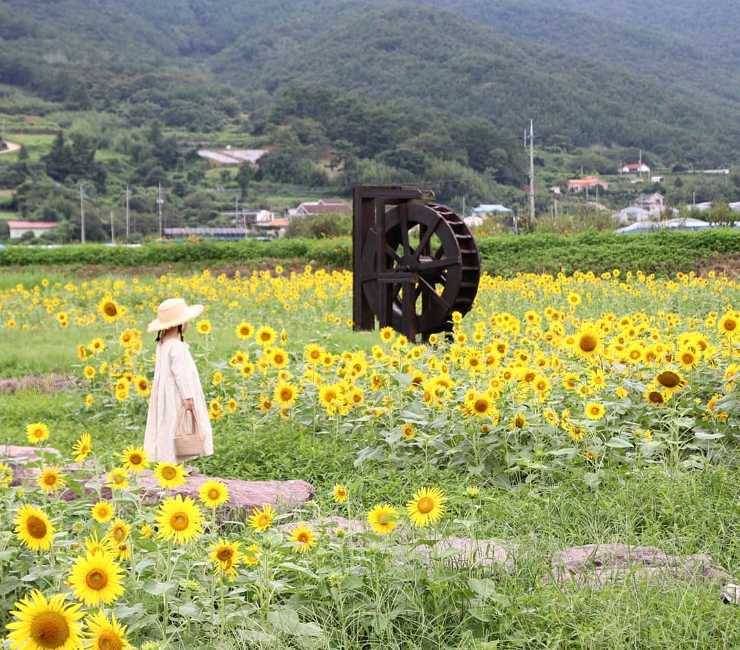 韓國向日葵 韓國太陽花 向日葵 太陽花 韓國7月 江原道 太白向日葵節 해바라기축제 韓國賞花 韓國賞花景點 韓國好去處 韓國慶典 韓國必去 韓國 花 韓國打卡