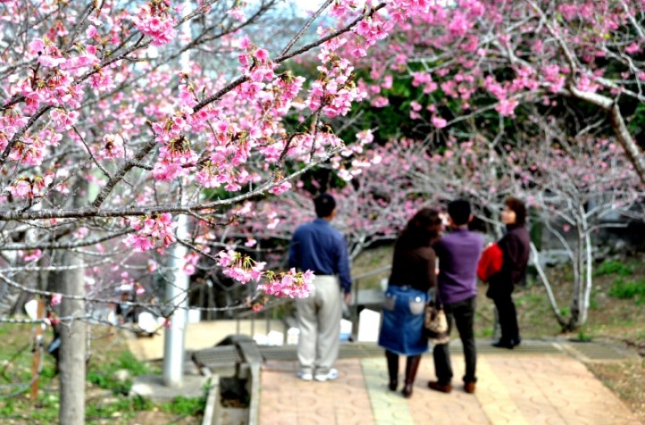 八重瀨櫻花祭(やえせ桜まつり)|沖繩冬天 沖繩好去處 沖繩櫻花 沖繩景點 沖繩1月 沖繩2月 沖繩櫻花祭 八重岳櫻花祭 沖繩本部櫻花祭