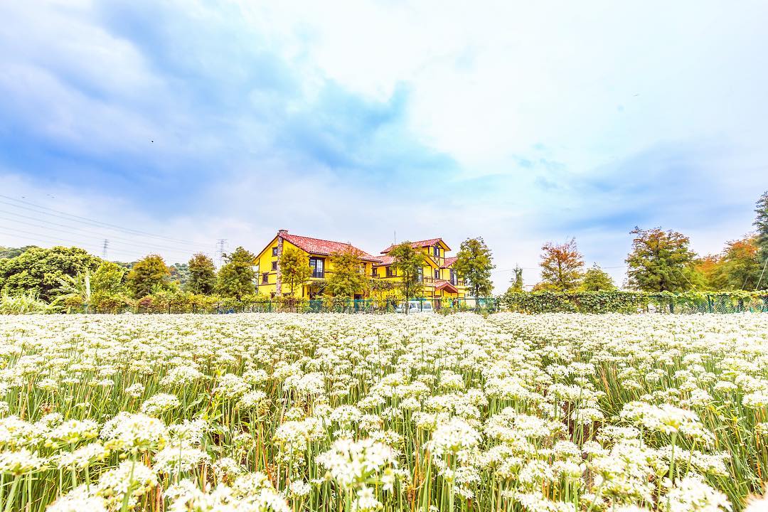韭菜花 台灣韭菜花 桃園大溪 桃園大溪韭菜田 桃園大溪韭菜花田 台灣賞花秘境 台灣賞花 台灣賞花景點 台灣花季 台灣好去處 台灣必去 踏青好去處 台灣踏青好去處 台灣踏青 南部賞花景點 北部賞花景點 中部賞花景點