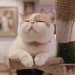 Caturday Cat Café|泰國 Thailand 泰國必食 泰國必吃 泰國必到 泰國必去 泰國必買 泰國必掃 泰國自由行 行程 泰國行程包 泰國懶人包 泰國好去處 泰國景點 泰國必到景點 泰國必去景點 泰國美食 泰國交通 泰國攻略 泰國自由行行程 泰國自由行行程推薦 泰國酒店 泰國飯店 泰國酒店推薦 泰國飯店推薦 泰國必住酒店 泰國必住飯店 泰國必食2019 泰國必吃2019 泰國必到2019 泰國必去2019 泰國必買2019 泰國必掃2019 泰國自由行2019 泰國行程2019 泰國行程包2019 泰國懶人包2019 泰國好去處2019 泰國景點2019 泰國必到景點2019 泰國必去景點2019 泰國美食2019 泰國交通2019 泰國攻略2019 泰國自由行行程2019 泰國自由行行程推薦2019 泰國酒店2019 泰國飯店2019 泰國酒店推薦2019 泰國飯店推薦2019 泰國必住酒店2019 泰國必住飯店2019 曼谷 Bangkok 曼谷必食 曼谷必吃 曼谷必到 曼谷必去 曼谷必買 曼谷必掃 曼谷自由行 行程 曼谷行程包 曼谷懶人包 曼谷好去處 曼谷景點 曼谷必到景點 曼谷必去景點 曼谷美食 曼谷交通 曼谷攻略 曼谷自由行行程 曼谷自由行行程推薦 曼谷酒店 曼谷飯店 曼谷酒店推薦 曼谷飯店推薦 曼谷必住酒店 曼谷必住飯店 曼谷必食2019 曼谷必吃2019 曼谷必到2019 曼谷必去2019 曼谷必買2019 曼谷必掃2019 曼谷自由行2019 曼谷行程2019 曼谷行程包2019 曼谷懶人包2019 曼谷好去處2019 曼谷景點2019 曼谷必到景點2019 曼谷必去景點2019 曼谷美食2019 曼谷交通2019 曼谷攻略2019 曼谷自由行行程2019 曼谷自由行行程推薦2019 曼谷酒店2019 曼谷飯店2019 曼谷酒店推薦2019 曼谷飯店推薦2019 曼谷必住酒店2019 曼谷必住飯店2019 TrueLove@Neverland Little Zoo Cafe Caturday Cat Café Rabbito Cafe cafe Corgi in the Garden 動物cafe 泰國動物cafe 曼谷動物cafe 哈士奇cafe 二哈cafe 柯基cafe 曼谷貓cafe 2019 siam貓cafe 曼谷貓狗cafe caturday cat cafe 2018 kitties & bears cafe little zoo cafe purr cat cafe the animal cafe 曼谷siam cafe kitties & bears cafe曼谷