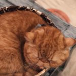 Caturday Cat Café|泰國 Thailand 泰國必食 泰國必吃 泰國必到 泰國必去 泰國必買 泰國必掃 泰國自由行 行程 泰國行程包 泰國懶人包 泰國好去處 泰國景點 泰國必到景點 泰國必去景點 泰國美食 泰國交通 泰國攻略 泰國自由行行程 泰國自由行行程推薦 泰國酒店 泰國飯店 泰國酒店推薦 泰國飯店推薦 泰國必住酒店 泰國必住飯店 泰國必食2019 泰國必吃2019 泰國必到2019 泰國必去2019 泰國必買2019 泰國必掃2019 泰國自由行2019 泰國行程2019 泰國行程包2019 泰國懶人包2019 泰國好去處2019 泰國景點2019 泰國必到景點2019 泰國必去景點2019 泰國美食2019 泰國交通2019 泰國攻略2019 泰國自由行行程2019 泰國自由行行程推薦2019 泰國酒店2019 泰國飯店2019 泰國酒店推薦2019 泰國飯店推薦2019 泰國必住酒店2019 泰國必住飯店2019 曼谷 Bangkok 曼谷必食 曼谷必吃 曼谷必到 曼谷必去 曼谷必買 曼谷必掃 曼谷自由行 行程 曼谷行程包 曼谷懶人包 曼谷好去處 曼谷景點 曼谷必到景點 曼谷必去景點 曼谷美食 曼谷交通 曼谷攻略 曼谷自由行行程 曼谷自由行行程推薦 曼谷酒店 曼谷飯店 曼谷酒店推薦 曼谷飯店推薦 曼谷必住酒店 曼谷必住飯店 曼谷必食2019 曼谷必吃2019 曼谷必到2019 曼谷必去2019 曼谷必買2019 曼谷必掃2019 曼谷自由行2019 曼谷行程2019 曼谷行程包2019 曼谷懶人包2019 曼谷好去處2019 曼谷景點2019 曼谷必到景點2019 曼谷必去景點2019 曼谷美食2019 曼谷交通2019 曼谷攻略2019 曼谷自由行行程2019 曼谷自由行行程推薦2019 曼谷酒店2019 曼谷飯店2019 曼谷酒店推薦2019 曼谷飯店推薦2019 曼谷必住酒店2019 曼谷必住飯店2019 TrueLove@Neverland Little Zoo Cafe Caturday Cat Café Rabbito Cafe cafe Corgi in the Garden 動物cafe 泰國動物cafe 曼谷動物cafe 哈士奇cafe 二哈cafe 柯基cafe 曼谷貓cafe 2019 siam貓cafe 曼谷貓狗cafe caturday cat cafe 2018 kitties & bears cafe little zoo cafe purr cat cafe the animal cafe 曼谷siam cafe kitties & bears cafe曼谷