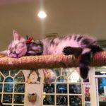 Caturday Cat Café|泰國 Thailand 泰國必食 泰國必吃 泰國必到 泰國必去 泰國必買 泰國必掃 泰國自由行 行程 泰國行程包 泰國懶人包 泰國好去處 泰國景點 泰國必到景點 泰國必去景點 泰國美食 泰國交通 泰國攻略 泰國自由行行程 泰國自由行行程推薦 泰國酒店 泰國飯店 泰國酒店推薦 泰國飯店推薦 泰國必住酒店 泰國必住飯店 泰國必食2019 泰國必吃2019 泰國必到2019 泰國必去2019 泰國必買2019 泰國必掃2019 泰國自由行2019 泰國行程2019 泰國行程包2019 泰國懶人包2019 泰國好去處2019 泰國景點2019 泰國必到景點2019 泰國必去景點2019 泰國美食2019 泰國交通2019 泰國攻略2019 泰國自由行行程2019 泰國自由行行程推薦2019 泰國酒店2019 泰國飯店2019 泰國酒店推薦2019 泰國飯店推薦2019 泰國必住酒店2019 泰國必住飯店2019 曼谷 Bangkok 曼谷必食 曼谷必吃 曼谷必到 曼谷必去 曼谷必買 曼谷必掃 曼谷自由行 行程 曼谷行程包 曼谷懶人包 曼谷好去處 曼谷景點 曼谷必到景點 曼谷必去景點 曼谷美食 曼谷交通 曼谷攻略 曼谷自由行行程 曼谷自由行行程推薦 曼谷酒店 曼谷飯店 曼谷酒店推薦 曼谷飯店推薦 曼谷必住酒店 曼谷必住飯店 曼谷必食2019 曼谷必吃2019 曼谷必到2019 曼谷必去2019 曼谷必買2019 曼谷必掃2019 曼谷自由行2019 曼谷行程2019 曼谷行程包2019 曼谷懶人包2019 曼谷好去處2019 曼谷景點2019 曼谷必到景點2019 曼谷必去景點2019 曼谷美食2019 曼谷交通2019 曼谷攻略2019 曼谷自由行行程2019 曼谷自由行行程推薦2019 曼谷酒店2019 曼谷飯店2019 曼谷酒店推薦2019 曼谷飯店推薦2019 曼谷必住酒店2019 曼谷必住飯店2019 TrueLove@Neverland Little Zoo Cafe Caturday Cat Café Rabbito Cafe cafe Corgi in the Garden 動物cafe 泰國動物cafe 曼谷動物cafe 哈士奇cafe 二哈cafe 柯基cafe 曼谷貓cafe 2019 siam貓cafe 曼谷貓狗cafe caturday cat cafe 2018 kitties & bears cafe little zoo cafe purr cat cafe the animal cafe 曼谷siam cafe kitties & bears cafe曼谷
