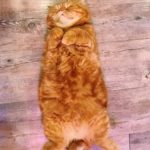 Caturday Cat Café|泰國 Thailand 泰國必食 泰國必吃 泰國必到 泰國必去 泰國必買 泰國必掃 泰國自由行 行程 泰國行程包 泰國懶人包 泰國好去處 泰國景點 泰國必到景點 泰國必去景點 泰國美食 泰國交通 泰國攻略 泰國自由行行程 泰國自由行行程推薦 泰國酒店 泰國飯店 泰國酒店推薦 泰國飯店推薦 泰國必住酒店 泰國必住飯店 泰國必食2019 泰國必吃2019 泰國必到2019 泰國必去2019 泰國必買2019 泰國必掃2019 泰國自由行2019 泰國行程2019 泰國行程包2019 泰國懶人包2019 泰國好去處2019 泰國景點2019 泰國必到景點2019 泰國必去景點2019 泰國美食2019 泰國交通2019 泰國攻略2019 泰國自由行行程2019 泰國自由行行程推薦2019 泰國酒店2019 泰國飯店2019 泰國酒店推薦2019 泰國飯店推薦2019 泰國必住酒店2019 泰國必住飯店2019 曼谷 Bangkok 曼谷必食 曼谷必吃 曼谷必到 曼谷必去 曼谷必買 曼谷必掃 曼谷自由行 行程 曼谷行程包 曼谷懶人包 曼谷好去處 曼谷景點 曼谷必到景點 曼谷必去景點 曼谷美食 曼谷交通 曼谷攻略 曼谷自由行行程 曼谷自由行行程推薦 曼谷酒店 曼谷飯店 曼谷酒店推薦 曼谷飯店推薦 曼谷必住酒店 曼谷必住飯店 曼谷必食2019 曼谷必吃2019 曼谷必到2019 曼谷必去2019 曼谷必買2019 曼谷必掃2019 曼谷自由行2019 曼谷行程2019 曼谷行程包2019 曼谷懶人包2019 曼谷好去處2019 曼谷景點2019 曼谷必到景點2019 曼谷必去景點2019 曼谷美食2019 曼谷交通2019 曼谷攻略2019 曼谷自由行行程2019 曼谷自由行行程推薦2019 曼谷酒店2019 曼谷飯店2019 曼谷酒店推薦2019 曼谷飯店推薦2019 曼谷必住酒店2019 曼谷必住飯店2019 TrueLove@Neverland Little Zoo Cafe Caturday Cat Café Rabbito Cafe cafe Corgi in the Garden 動物cafe 泰國動物cafe 曼谷動物cafe 哈士奇cafe 二哈cafe 柯基cafe 曼谷貓cafe 2019 siam貓cafe 曼谷貓狗cafe caturday cat cafe 2018 kitties & bears cafe little zoo cafe purr cat cafe the animal cafe 曼谷siam cafe kitties & bears cafe曼谷
