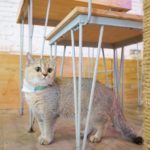 Caturday Cat Café|泰國 Thailand 泰國必食 泰國必吃 泰國必到 泰國必去 泰國必買 泰國必掃 泰國自由行 行程 泰國行程包 泰國懶人包 泰國好去處 泰國景點 泰國必到景點 泰國必去景點 泰國美食 泰國交通 泰國攻略 泰國自由行行程 泰國自由行行程推薦 泰國酒店 泰國飯店 泰國酒店推薦 泰國飯店推薦 泰國必住酒店 泰國必住飯店 泰國必食2019 泰國必吃2019 泰國必到2019 泰國必去2019 泰國必買2019 泰國必掃2019 泰國自由行2019 泰國行程2019 泰國行程包2019 泰國懶人包2019 泰國好去處2019 泰國景點2019 泰國必到景點2019 泰國必去景點2019 泰國美食2019 泰國交通2019 泰國攻略2019 泰國自由行行程2019 泰國自由行行程推薦2019 泰國酒店2019 泰國飯店2019 泰國酒店推薦2019 泰國飯店推薦2019 泰國必住酒店2019 泰國必住飯店2019 曼谷 Bangkok 曼谷必食 曼谷必吃 曼谷必到 曼谷必去 曼谷必買 曼谷必掃 曼谷自由行 行程 曼谷行程包 曼谷懶人包 曼谷好去處 曼谷景點 曼谷必到景點 曼谷必去景點 曼谷美食 曼谷交通 曼谷攻略 曼谷自由行行程 曼谷自由行行程推薦 曼谷酒店 曼谷飯店 曼谷酒店推薦 曼谷飯店推薦 曼谷必住酒店 曼谷必住飯店 曼谷必食2019 曼谷必吃2019 曼谷必到2019 曼谷必去2019 曼谷必買2019 曼谷必掃2019 曼谷自由行2019 曼谷行程2019 曼谷行程包2019 曼谷懶人包2019 曼谷好去處2019 曼谷景點2019 曼谷必到景點2019 曼谷必去景點2019 曼谷美食2019 曼谷交通2019 曼谷攻略2019 曼谷自由行行程2019 曼谷自由行行程推薦2019 曼谷酒店2019 曼谷飯店2019 曼谷酒店推薦2019 曼谷飯店推薦2019 曼谷必住酒店2019 曼谷必住飯店2019 TrueLove@Neverland Little Zoo Cafe Caturday Cat Café Rabbito Cafe cafe Corgi in the Garden 動物cafe 泰國動物cafe 曼谷動物cafe 哈士奇cafe 二哈cafe 柯基cafe 曼谷貓cafe 2019 siam貓cafe 曼谷貓狗cafe caturday cat cafe 2018 kitties & bears cafe little zoo cafe purr cat cafe the animal cafe 曼谷siam cafe kitties & bears cafe曼谷