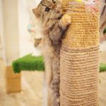 Caturday Cat Café|泰國 Thailand 泰國必食 泰國必吃 泰國必到 泰國必去 泰國必買 泰國必掃 泰國自由行 行程 泰國行程包 泰國懶人包 泰國好去處 泰國景點 泰國必到景點 泰國必去景點 泰國美食 泰國交通 泰國攻略 泰國自由行行程 泰國自由行行程推薦 泰國酒店 泰國飯店 泰國酒店推薦 泰國飯店推薦 泰國必住酒店 泰國必住飯店 泰國必食2019 泰國必吃2019 泰國必到2019 泰國必去2019 泰國必買2019 泰國必掃2019 泰國自由行2019 泰國行程2019 泰國行程包2019 泰國懶人包2019 泰國好去處2019 泰國景點2019 泰國必到景點2019 泰國必去景點2019 泰國美食2019 泰國交通2019 泰國攻略2019 泰國自由行行程2019 泰國自由行行程推薦2019 泰國酒店2019 泰國飯店2019 泰國酒店推薦2019 泰國飯店推薦2019 泰國必住酒店2019 泰國必住飯店2019 曼谷 Bangkok 曼谷必食 曼谷必吃 曼谷必到 曼谷必去 曼谷必買 曼谷必掃 曼谷自由行 行程 曼谷行程包 曼谷懶人包 曼谷好去處 曼谷景點 曼谷必到景點 曼谷必去景點 曼谷美食 曼谷交通 曼谷攻略 曼谷自由行行程 曼谷自由行行程推薦 曼谷酒店 曼谷飯店 曼谷酒店推薦 曼谷飯店推薦 曼谷必住酒店 曼谷必住飯店 曼谷必食2019 曼谷必吃2019 曼谷必到2019 曼谷必去2019 曼谷必買2019 曼谷必掃2019 曼谷自由行2019 曼谷行程2019 曼谷行程包2019 曼谷懶人包2019 曼谷好去處2019 曼谷景點2019 曼谷必到景點2019 曼谷必去景點2019 曼谷美食2019 曼谷交通2019 曼谷攻略2019 曼谷自由行行程2019 曼谷自由行行程推薦2019 曼谷酒店2019 曼谷飯店2019 曼谷酒店推薦2019 曼谷飯店推薦2019 曼谷必住酒店2019 曼谷必住飯店2019 TrueLove@Neverland Little Zoo Cafe Caturday Cat Café Rabbito Cafe cafe Corgi in the Garden 動物cafe 泰國動物cafe 曼谷動物cafe 哈士奇cafe 二哈cafe 柯基cafe 曼谷貓cafe 2019 siam貓cafe 曼谷貓狗cafe caturday cat cafe 2018 kitties & bears cafe little zoo cafe purr cat cafe the animal cafe 曼谷siam cafe kitties & bears cafe曼谷