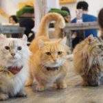 Caturday Cat Café|泰國 Thailand 泰國必食 泰國必吃 泰國必到 泰國必去 泰國必買 泰國必掃 泰國自由行 行程 泰國行程包 泰國懶人包 泰國好去處 泰國景點 泰國必到景點 泰國必去景點 泰國美食 泰國交通 泰國攻略 泰國自由行行程 泰國自由行行程推薦 泰國酒店 泰國飯店 泰國酒店推薦 泰國飯店推薦 泰國必住酒店 泰國必住飯店 泰國必食2019 泰國必吃2019 泰國必到2019 泰國必去2019 泰國必買2019 泰國必掃2019 泰國自由行2019 泰國行程2019 泰國行程包2019 泰國懶人包2019 泰國好去處2019 泰國景點2019 泰國必到景點2019 泰國必去景點2019 泰國美食2019 泰國交通2019 泰國攻略2019 泰國自由行行程2019 泰國自由行行程推薦2019 泰國酒店2019 泰國飯店2019 泰國酒店推薦2019 泰國飯店推薦2019 泰國必住酒店2019 泰國必住飯店2019 曼谷 Bangkok 曼谷必食 曼谷必吃 曼谷必到 曼谷必去 曼谷必買 曼谷必掃 曼谷自由行 行程 曼谷行程包 曼谷懶人包 曼谷好去處 曼谷景點 曼谷必到景點 曼谷必去景點 曼谷美食 曼谷交通 曼谷攻略 曼谷自由行行程 曼谷自由行行程推薦 曼谷酒店 曼谷飯店 曼谷酒店推薦 曼谷飯店推薦 曼谷必住酒店 曼谷必住飯店 曼谷必食2019 曼谷必吃2019 曼谷必到2019 曼谷必去2019 曼谷必買2019 曼谷必掃2019 曼谷自由行2019 曼谷行程2019 曼谷行程包2019 曼谷懶人包2019 曼谷好去處2019 曼谷景點2019 曼谷必到景點2019 曼谷必去景點2019 曼谷美食2019 曼谷交通2019 曼谷攻略2019 曼谷自由行行程2019 曼谷自由行行程推薦2019 曼谷酒店2019 曼谷飯店2019 曼谷酒店推薦2019 曼谷飯店推薦2019 曼谷必住酒店2019 曼谷必住飯店2019 TrueLove@Neverland Little Zoo Cafe Caturday Cat Café Rabbito Cafe cafe Corgi in the Garden 動物cafe 泰國動物cafe 曼谷動物cafe 哈士奇cafe 二哈cafe 柯基cafe 曼谷貓cafe 2019 siam貓cafe 曼谷貓狗cafe caturday cat cafe 2018 kitties & bears cafe little zoo cafe purr cat cafe the animal cafe 曼谷siam cafe kitties & bears cafe曼谷