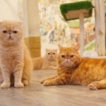 Caturday Cat Café|泰國 Thailand 泰國必食 泰國必吃 泰國必到 泰國必去 泰國必買 泰國必掃 泰國自由行 行程 泰國行程包 泰國懶人包 泰國好去處 泰國景點 泰國必到景點 泰國必去景點 泰國美食 泰國交通 泰國攻略 泰國自由行行程 泰國自由行行程推薦 泰國酒店 泰國飯店 泰國酒店推薦 泰國飯店推薦 泰國必住酒店 泰國必住飯店 泰國必食2019 泰國必吃2019 泰國必到2019 泰國必去2019 泰國必買2019 泰國必掃2019 泰國自由行2019 泰國行程2019 泰國行程包2019 泰國懶人包2019 泰國好去處2019 泰國景點2019 泰國必到景點2019 泰國必去景點2019 泰國美食2019 泰國交通2019 泰國攻略2019 泰國自由行行程2019 泰國自由行行程推薦2019 泰國酒店2019 泰國飯店2019 泰國酒店推薦2019 泰國飯店推薦2019 泰國必住酒店2019 泰國必住飯店2019 曼谷 Bangkok 曼谷必食 曼谷必吃 曼谷必到 曼谷必去 曼谷必買 曼谷必掃 曼谷自由行 行程 曼谷行程包 曼谷懶人包 曼谷好去處 曼谷景點 曼谷必到景點 曼谷必去景點 曼谷美食 曼谷交通 曼谷攻略 曼谷自由行行程 曼谷自由行行程推薦 曼谷酒店 曼谷飯店 曼谷酒店推薦 曼谷飯店推薦 曼谷必住酒店 曼谷必住飯店 曼谷必食2019 曼谷必吃2019 曼谷必到2019 曼谷必去2019 曼谷必買2019 曼谷必掃2019 曼谷自由行2019 曼谷行程2019 曼谷行程包2019 曼谷懶人包2019 曼谷好去處2019 曼谷景點2019 曼谷必到景點2019 曼谷必去景點2019 曼谷美食2019 曼谷交通2019 曼谷攻略2019 曼谷自由行行程2019 曼谷自由行行程推薦2019 曼谷酒店2019 曼谷飯店2019 曼谷酒店推薦2019 曼谷飯店推薦2019 曼谷必住酒店2019 曼谷必住飯店2019 TrueLove@Neverland Little Zoo Cafe Caturday Cat Café Rabbito Cafe cafe Corgi in the Garden 動物cafe 泰國動物cafe 曼谷動物cafe 哈士奇cafe 二哈cafe 柯基cafe 曼谷貓cafe 2019 siam貓cafe 曼谷貓狗cafe caturday cat cafe 2018 kitties & bears cafe little zoo cafe purr cat cafe the animal cafe 曼谷siam cafe kitties & bears cafe曼谷