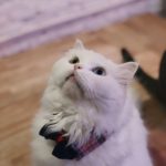 Caturday Cat Café|泰國 Thailand 泰國必食 泰國必吃 泰國必到 泰國必去 泰國必買 泰國必掃 泰國自由行 行程 泰國行程包 泰國懶人包 泰國好去處 泰國景點 泰國必到景點 泰國必去景點 泰國美食 泰國交通 泰國攻略 泰國自由行行程 泰國自由行行程推薦 泰國酒店 泰國飯店 泰國酒店推薦 泰國飯店推薦 泰國必住酒店 泰國必住飯店 泰國必食2019 泰國必吃2019 泰國必到2019 泰國必去2019 泰國必買2019 泰國必掃2019 泰國自由行2019 泰國行程2019 泰國行程包2019 泰國懶人包2019 泰國好去處2019 泰國景點2019 泰國必到景點2019 泰國必去景點2019 泰國美食2019 泰國交通2019 泰國攻略2019 泰國自由行行程2019 泰國自由行行程推薦2019 泰國酒店2019 泰國飯店2019 泰國酒店推薦2019 泰國飯店推薦2019 泰國必住酒店2019 泰國必住飯店2019 曼谷 Bangkok 曼谷必食 曼谷必吃 曼谷必到 曼谷必去 曼谷必買 曼谷必掃 曼谷自由行 行程 曼谷行程包 曼谷懶人包 曼谷好去處 曼谷景點 曼谷必到景點 曼谷必去景點 曼谷美食 曼谷交通 曼谷攻略 曼谷自由行行程 曼谷自由行行程推薦 曼谷酒店 曼谷飯店 曼谷酒店推薦 曼谷飯店推薦 曼谷必住酒店 曼谷必住飯店 曼谷必食2019 曼谷必吃2019 曼谷必到2019 曼谷必去2019 曼谷必買2019 曼谷必掃2019 曼谷自由行2019 曼谷行程2019 曼谷行程包2019 曼谷懶人包2019 曼谷好去處2019 曼谷景點2019 曼谷必到景點2019 曼谷必去景點2019 曼谷美食2019 曼谷交通2019 曼谷攻略2019 曼谷自由行行程2019 曼谷自由行行程推薦2019 曼谷酒店2019 曼谷飯店2019 曼谷酒店推薦2019 曼谷飯店推薦2019 曼谷必住酒店2019 曼谷必住飯店2019 TrueLove@Neverland Little Zoo Cafe Caturday Cat Café Rabbito Cafe cafe Corgi in the Garden 動物cafe 泰國動物cafe 曼谷動物cafe 哈士奇cafe 二哈cafe 柯基cafe 曼谷貓cafe 2019 siam貓cafe 曼谷貓狗cafe caturday cat cafe 2018 kitties & bears cafe little zoo cafe purr cat cafe the animal cafe 曼谷siam cafe kitties & bears cafe曼谷