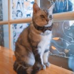 Caturday Cat Café|泰國 Thailand 泰國必食 泰國必吃 泰國必到 泰國必去 泰國必買 泰國必掃 泰國自由行 行程 泰國行程包 泰國懶人包 泰國好去處 泰國景點 泰國必到景點 泰國必去景點 泰國美食 泰國交通 泰國攻略 泰國自由行行程 泰國自由行行程推薦 泰國酒店 泰國飯店 泰國酒店推薦 泰國飯店推薦 泰國必住酒店 泰國必住飯店 泰國必食2019 泰國必吃2019 泰國必到2019 泰國必去2019 泰國必買2019 泰國必掃2019 泰國自由行2019 泰國行程2019 泰國行程包2019 泰國懶人包2019 泰國好去處2019 泰國景點2019 泰國必到景點2019 泰國必去景點2019 泰國美食2019 泰國交通2019 泰國攻略2019 泰國自由行行程2019 泰國自由行行程推薦2019 泰國酒店2019 泰國飯店2019 泰國酒店推薦2019 泰國飯店推薦2019 泰國必住酒店2019 泰國必住飯店2019 曼谷 Bangkok 曼谷必食 曼谷必吃 曼谷必到 曼谷必去 曼谷必買 曼谷必掃 曼谷自由行 行程 曼谷行程包 曼谷懶人包 曼谷好去處 曼谷景點 曼谷必到景點 曼谷必去景點 曼谷美食 曼谷交通 曼谷攻略 曼谷自由行行程 曼谷自由行行程推薦 曼谷酒店 曼谷飯店 曼谷酒店推薦 曼谷飯店推薦 曼谷必住酒店 曼谷必住飯店 曼谷必食2019 曼谷必吃2019 曼谷必到2019 曼谷必去2019 曼谷必買2019 曼谷必掃2019 曼谷自由行2019 曼谷行程2019 曼谷行程包2019 曼谷懶人包2019 曼谷好去處2019 曼谷景點2019 曼谷必到景點2019 曼谷必去景點2019 曼谷美食2019 曼谷交通2019 曼谷攻略2019 曼谷自由行行程2019 曼谷自由行行程推薦2019 曼谷酒店2019 曼谷飯店2019 曼谷酒店推薦2019 曼谷飯店推薦2019 曼谷必住酒店2019 曼谷必住飯店2019 TrueLove@Neverland Little Zoo Cafe Caturday Cat Café Rabbito Cafe cafe Corgi in the Garden 動物cafe 泰國動物cafe 曼谷動物cafe 哈士奇cafe 二哈cafe 柯基cafe 曼谷貓cafe 2019 siam貓cafe 曼谷貓狗cafe caturday cat cafe 2018 kitties & bears cafe little zoo cafe purr cat cafe the animal cafe 曼谷siam cafe kitties & bears cafe曼谷