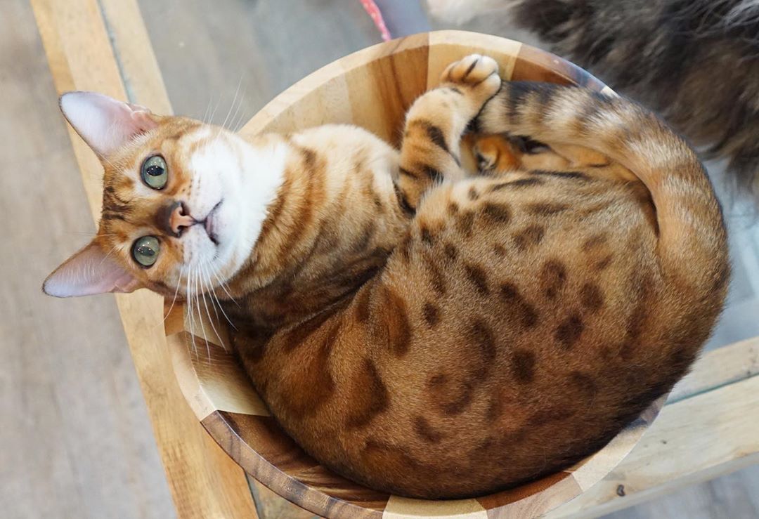 Caturday Cat Café|泰國 Thailand 泰國必食 泰國必吃 泰國必到 泰國必去 泰國必買 泰國必掃 泰國自由行 行程 泰國行程包 泰國懶人包 泰國好去處 泰國景點 泰國必到景點 泰國必去景點 泰國美食 泰國交通 泰國攻略 泰國自由行行程 泰國自由行行程推薦 泰國酒店 泰國飯店 泰國酒店推薦 泰國飯店推薦 泰國必住酒店 泰國必住飯店 泰國必食2019 泰國必吃2019 泰國必到2019 泰國必去2019 泰國必買2019 泰國必掃2019 泰國自由行2019 泰國行程2019 泰國行程包2019 泰國懶人包2019 泰國好去處2019 泰國景點2019 泰國必到景點2019 泰國必去景點2019 泰國美食2019 泰國交通2019 泰國攻略2019 泰國自由行行程2019 泰國自由行行程推薦2019 泰國酒店2019 泰國飯店2019 泰國酒店推薦2019 泰國飯店推薦2019 泰國必住酒店2019 泰國必住飯店2019 曼谷 Bangkok 曼谷必食 曼谷必吃 曼谷必到 曼谷必去 曼谷必買 曼谷必掃 曼谷自由行 行程 曼谷行程包 曼谷懶人包 曼谷好去處 曼谷景點 曼谷必到景點 曼谷必去景點 曼谷美食 曼谷交通 曼谷攻略 曼谷自由行行程 曼谷自由行行程推薦 曼谷酒店 曼谷飯店 曼谷酒店推薦 曼谷飯店推薦 曼谷必住酒店 曼谷必住飯店 曼谷必食2019 曼谷必吃2019 曼谷必到2019 曼谷必去2019 曼谷必買2019 曼谷必掃2019 曼谷自由行2019 曼谷行程2019 曼谷行程包2019 曼谷懶人包2019 曼谷好去處2019 曼谷景點2019 曼谷必到景點2019 曼谷必去景點2019 曼谷美食2019 曼谷交通2019 曼谷攻略2019 曼谷自由行行程2019 曼谷自由行行程推薦2019 曼谷酒店2019 曼谷飯店2019 曼谷酒店推薦2019 曼谷飯店推薦2019 曼谷必住酒店2019 曼谷必住飯店2019 TrueLove@Neverland Little Zoo Cafe Caturday Cat Café Rabbito Cafe cafe Corgi in the Garden 動物cafe 泰國動物cafe 曼谷動物cafe 哈士奇cafe 二哈cafe 柯基cafe 曼谷貓cafe 2019 siam貓cafe 曼谷貓狗cafe caturday cat cafe 2018 kitties & bears cafe little zoo cafe purr cat cafe the animal cafe 曼谷siam cafe kitties & bears cafe曼谷