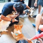 cafe Corgi in the Garden|泰國 Thailand 泰國必食 泰國必吃 泰國必到 泰國必去 泰國必買 泰國必掃 泰國自由行 行程 泰國行程包 泰國懶人包 泰國好去處 泰國景點 泰國必到景點 泰國必去景點 泰國美食 泰國交通 泰國攻略 泰國自由行行程 泰國自由行行程推薦 泰國酒店 泰國飯店 泰國酒店推薦 泰國飯店推薦 泰國必住酒店 泰國必住飯店 泰國必食2019 泰國必吃2019 泰國必到2019 泰國必去2019 泰國必買2019 泰國必掃2019 泰國自由行2019 泰國行程2019 泰國行程包2019 泰國懶人包2019 泰國好去處2019 泰國景點2019 泰國必到景點2019 泰國必去景點2019 泰國美食2019 泰國交通2019 泰國攻略2019 泰國自由行行程2019 泰國自由行行程推薦2019 泰國酒店2019 泰國飯店2019 泰國酒店推薦2019 泰國飯店推薦2019 泰國必住酒店2019 泰國必住飯店2019 曼谷 Bangkok 曼谷必食 曼谷必吃 曼谷必到 曼谷必去 曼谷必買 曼谷必掃 曼谷自由行 行程 曼谷行程包 曼谷懶人包 曼谷好去處 曼谷景點 曼谷必到景點 曼谷必去景點 曼谷美食 曼谷交通 曼谷攻略 曼谷自由行行程 曼谷自由行行程推薦 曼谷酒店 曼谷飯店 曼谷酒店推薦 曼谷飯店推薦 曼谷必住酒店 曼谷必住飯店 曼谷必食2019 曼谷必吃2019 曼谷必到2019 曼谷必去2019 曼谷必買2019 曼谷必掃2019 曼谷自由行2019 曼谷行程2019 曼谷行程包2019 曼谷懶人包2019 曼谷好去處2019 曼谷景點2019 曼谷必到景點2019 曼谷必去景點2019 曼谷美食2019 曼谷交通2019 曼谷攻略2019 曼谷自由行行程2019 曼谷自由行行程推薦2019 曼谷酒店2019 曼谷飯店2019 曼谷酒店推薦2019 曼谷飯店推薦2019 曼谷必住酒店2019 曼谷必住飯店2019 TrueLove@Neverland Little Zoo Cafe Caturday Cat Café Rabbito Cafe cafe Corgi in the Garden 動物cafe 泰國動物cafe 曼谷動物cafe 哈士奇cafe 二哈cafe 柯基cafe