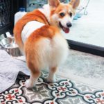 cafe Corgi in the Garden|泰國 Thailand 泰國必食 泰國必吃 泰國必到 泰國必去 泰國必買 泰國必掃 泰國自由行 行程 泰國行程包 泰國懶人包 泰國好去處 泰國景點 泰國必到景點 泰國必去景點 泰國美食 泰國交通 泰國攻略 泰國自由行行程 泰國自由行行程推薦 泰國酒店 泰國飯店 泰國酒店推薦 泰國飯店推薦 泰國必住酒店 泰國必住飯店 泰國必食2019 泰國必吃2019 泰國必到2019 泰國必去2019 泰國必買2019 泰國必掃2019 泰國自由行2019 泰國行程2019 泰國行程包2019 泰國懶人包2019 泰國好去處2019 泰國景點2019 泰國必到景點2019 泰國必去景點2019 泰國美食2019 泰國交通2019 泰國攻略2019 泰國自由行行程2019 泰國自由行行程推薦2019 泰國酒店2019 泰國飯店2019 泰國酒店推薦2019 泰國飯店推薦2019 泰國必住酒店2019 泰國必住飯店2019 曼谷 Bangkok 曼谷必食 曼谷必吃 曼谷必到 曼谷必去 曼谷必買 曼谷必掃 曼谷自由行 行程 曼谷行程包 曼谷懶人包 曼谷好去處 曼谷景點 曼谷必到景點 曼谷必去景點 曼谷美食 曼谷交通 曼谷攻略 曼谷自由行行程 曼谷自由行行程推薦 曼谷酒店 曼谷飯店 曼谷酒店推薦 曼谷飯店推薦 曼谷必住酒店 曼谷必住飯店 曼谷必食2019 曼谷必吃2019 曼谷必到2019 曼谷必去2019 曼谷必買2019 曼谷必掃2019 曼谷自由行2019 曼谷行程2019 曼谷行程包2019 曼谷懶人包2019 曼谷好去處2019 曼谷景點2019 曼谷必到景點2019 曼谷必去景點2019 曼谷美食2019 曼谷交通2019 曼谷攻略2019 曼谷自由行行程2019 曼谷自由行行程推薦2019 曼谷酒店2019 曼谷飯店2019 曼谷酒店推薦2019 曼谷飯店推薦2019 曼谷必住酒店2019 曼谷必住飯店2019 TrueLove@Neverland Little Zoo Cafe Caturday Cat Café Rabbito Cafe cafe Corgi in the Garden 動物cafe 泰國動物cafe 曼谷動物cafe 哈士奇cafe 二哈cafe 柯基cafe