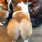 cafe Corgi in the Garden|泰國 Thailand 泰國必食 泰國必吃 泰國必到 泰國必去 泰國必買 泰國必掃 泰國自由行 行程 泰國行程包 泰國懶人包 泰國好去處 泰國景點 泰國必到景點 泰國必去景點 泰國美食 泰國交通 泰國攻略 泰國自由行行程 泰國自由行行程推薦 泰國酒店 泰國飯店 泰國酒店推薦 泰國飯店推薦 泰國必住酒店 泰國必住飯店 泰國必食2019 泰國必吃2019 泰國必到2019 泰國必去2019 泰國必買2019 泰國必掃2019 泰國自由行2019 泰國行程2019 泰國行程包2019 泰國懶人包2019 泰國好去處2019 泰國景點2019 泰國必到景點2019 泰國必去景點2019 泰國美食2019 泰國交通2019 泰國攻略2019 泰國自由行行程2019 泰國自由行行程推薦2019 泰國酒店2019 泰國飯店2019 泰國酒店推薦2019 泰國飯店推薦2019 泰國必住酒店2019 泰國必住飯店2019 曼谷 Bangkok 曼谷必食 曼谷必吃 曼谷必到 曼谷必去 曼谷必買 曼谷必掃 曼谷自由行 行程 曼谷行程包 曼谷懶人包 曼谷好去處 曼谷景點 曼谷必到景點 曼谷必去景點 曼谷美食 曼谷交通 曼谷攻略 曼谷自由行行程 曼谷自由行行程推薦 曼谷酒店 曼谷飯店 曼谷酒店推薦 曼谷飯店推薦 曼谷必住酒店 曼谷必住飯店 曼谷必食2019 曼谷必吃2019 曼谷必到2019 曼谷必去2019 曼谷必買2019 曼谷必掃2019 曼谷自由行2019 曼谷行程2019 曼谷行程包2019 曼谷懶人包2019 曼谷好去處2019 曼谷景點2019 曼谷必到景點2019 曼谷必去景點2019 曼谷美食2019 曼谷交通2019 曼谷攻略2019 曼谷自由行行程2019 曼谷自由行行程推薦2019 曼谷酒店2019 曼谷飯店2019 曼谷酒店推薦2019 曼谷飯店推薦2019 曼谷必住酒店2019 曼谷必住飯店2019 TrueLove@Neverland Little Zoo Cafe Caturday Cat Café Rabbito Cafe cafe Corgi in the Garden 動物cafe 泰國動物cafe 曼谷動物cafe 哈士奇cafe 二哈cafe 柯基cafe