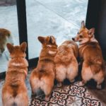 cafe Corgi in the Garden|泰國 Thailand 泰國必食 泰國必吃 泰國必到 泰國必去 泰國必買 泰國必掃 泰國自由行 行程 泰國行程包 泰國懶人包 泰國好去處 泰國景點 泰國必到景點 泰國必去景點 泰國美食 泰國交通 泰國攻略 泰國自由行行程 泰國自由行行程推薦 泰國酒店 泰國飯店 泰國酒店推薦 泰國飯店推薦 泰國必住酒店 泰國必住飯店 泰國必食2019 泰國必吃2019 泰國必到2019 泰國必去2019 泰國必買2019 泰國必掃2019 泰國自由行2019 泰國行程2019 泰國行程包2019 泰國懶人包2019 泰國好去處2019 泰國景點2019 泰國必到景點2019 泰國必去景點2019 泰國美食2019 泰國交通2019 泰國攻略2019 泰國自由行行程2019 泰國自由行行程推薦2019 泰國酒店2019 泰國飯店2019 泰國酒店推薦2019 泰國飯店推薦2019 泰國必住酒店2019 泰國必住飯店2019 曼谷 Bangkok 曼谷必食 曼谷必吃 曼谷必到 曼谷必去 曼谷必買 曼谷必掃 曼谷自由行 行程 曼谷行程包 曼谷懶人包 曼谷好去處 曼谷景點 曼谷必到景點 曼谷必去景點 曼谷美食 曼谷交通 曼谷攻略 曼谷自由行行程 曼谷自由行行程推薦 曼谷酒店 曼谷飯店 曼谷酒店推薦 曼谷飯店推薦 曼谷必住酒店 曼谷必住飯店 曼谷必食2019 曼谷必吃2019 曼谷必到2019 曼谷必去2019 曼谷必買2019 曼谷必掃2019 曼谷自由行2019 曼谷行程2019 曼谷行程包2019 曼谷懶人包2019 曼谷好去處2019 曼谷景點2019 曼谷必到景點2019 曼谷必去景點2019 曼谷美食2019 曼谷交通2019 曼谷攻略2019 曼谷自由行行程2019 曼谷自由行行程推薦2019 曼谷酒店2019 曼谷飯店2019 曼谷酒店推薦2019 曼谷飯店推薦2019 曼谷必住酒店2019 曼谷必住飯店2019 TrueLove@Neverland Little Zoo Cafe Caturday Cat Café Rabbito Cafe cafe Corgi in the Garden 動物cafe 泰國動物cafe 曼谷動物cafe 哈士奇cafe 二哈cafe 柯基cafe