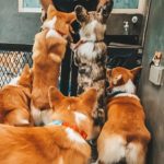 cafe Corgi in the Garden|泰國 Thailand 泰國必食 泰國必吃 泰國必到 泰國必去 泰國必買 泰國必掃 泰國自由行 行程 泰國行程包 泰國懶人包 泰國好去處 泰國景點 泰國必到景點 泰國必去景點 泰國美食 泰國交通 泰國攻略 泰國自由行行程 泰國自由行行程推薦 泰國酒店 泰國飯店 泰國酒店推薦 泰國飯店推薦 泰國必住酒店 泰國必住飯店 泰國必食2019 泰國必吃2019 泰國必到2019 泰國必去2019 泰國必買2019 泰國必掃2019 泰國自由行2019 泰國行程2019 泰國行程包2019 泰國懶人包2019 泰國好去處2019 泰國景點2019 泰國必到景點2019 泰國必去景點2019 泰國美食2019 泰國交通2019 泰國攻略2019 泰國自由行行程2019 泰國自由行行程推薦2019 泰國酒店2019 泰國飯店2019 泰國酒店推薦2019 泰國飯店推薦2019 泰國必住酒店2019 泰國必住飯店2019 曼谷 Bangkok 曼谷必食 曼谷必吃 曼谷必到 曼谷必去 曼谷必買 曼谷必掃 曼谷自由行 行程 曼谷行程包 曼谷懶人包 曼谷好去處 曼谷景點 曼谷必到景點 曼谷必去景點 曼谷美食 曼谷交通 曼谷攻略 曼谷自由行行程 曼谷自由行行程推薦 曼谷酒店 曼谷飯店 曼谷酒店推薦 曼谷飯店推薦 曼谷必住酒店 曼谷必住飯店 曼谷必食2019 曼谷必吃2019 曼谷必到2019 曼谷必去2019 曼谷必買2019 曼谷必掃2019 曼谷自由行2019 曼谷行程2019 曼谷行程包2019 曼谷懶人包2019 曼谷好去處2019 曼谷景點2019 曼谷必到景點2019 曼谷必去景點2019 曼谷美食2019 曼谷交通2019 曼谷攻略2019 曼谷自由行行程2019 曼谷自由行行程推薦2019 曼谷酒店2019 曼谷飯店2019 曼谷酒店推薦2019 曼谷飯店推薦2019 曼谷必住酒店2019 曼谷必住飯店2019 TrueLove@Neverland Little Zoo Cafe Caturday Cat Café Rabbito Cafe cafe Corgi in the Garden 動物cafe 泰國動物cafe 曼谷動物cafe 哈士奇cafe 二哈cafe 柯基cafe